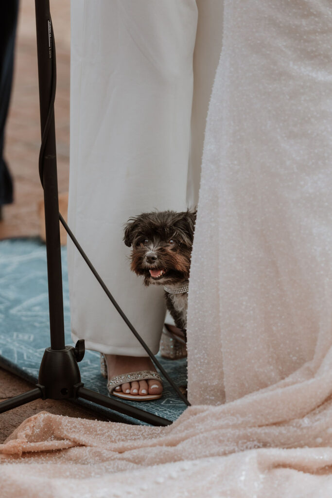 dog carries wedding rings at outdoor Moab wedding