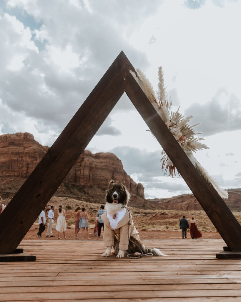 dog sits on platform at The Red Earth Venue wedding