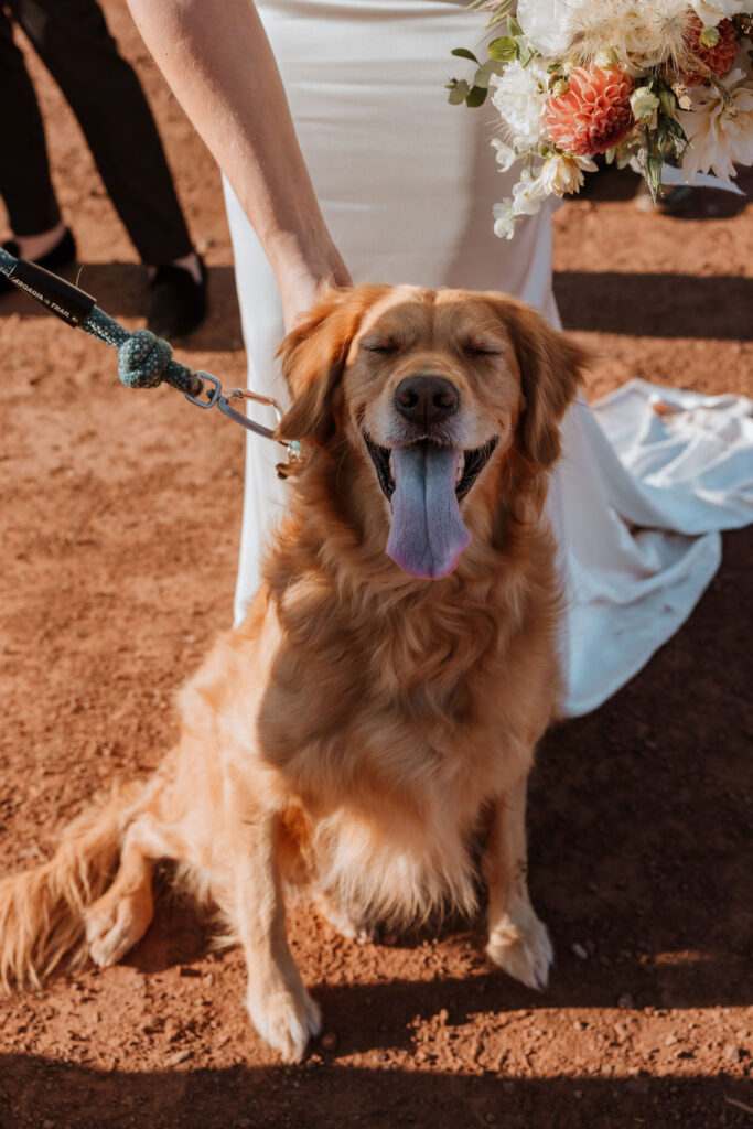 couple pets dog at wedding