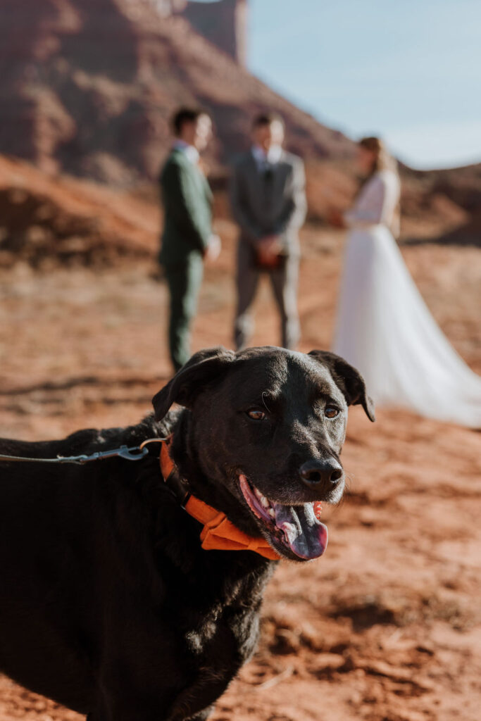 dog watches during Moab wedding ceremony