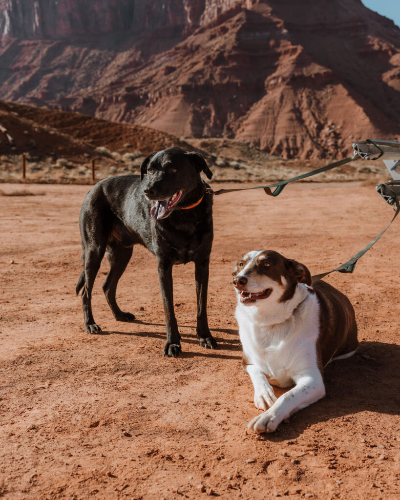 dogs on leash at Moab elopement