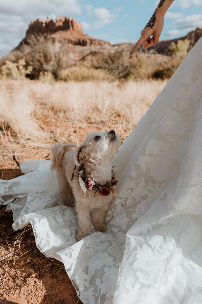 dog stands on wedding dress