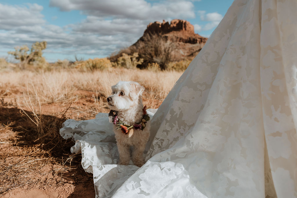 dog sits on wedding dress