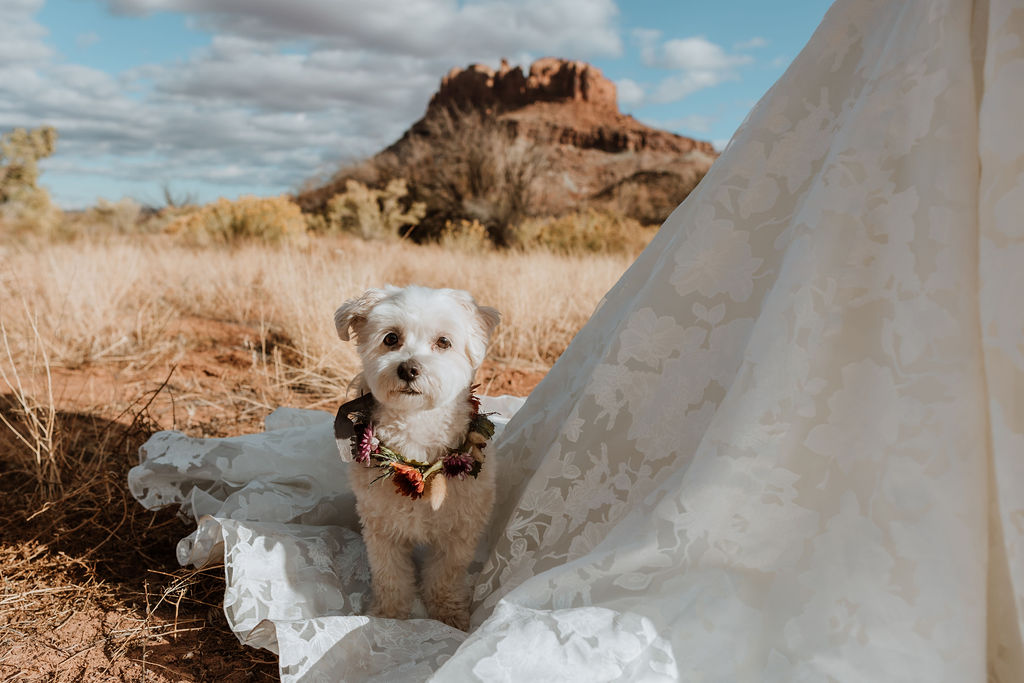 dog sits on wedding dress