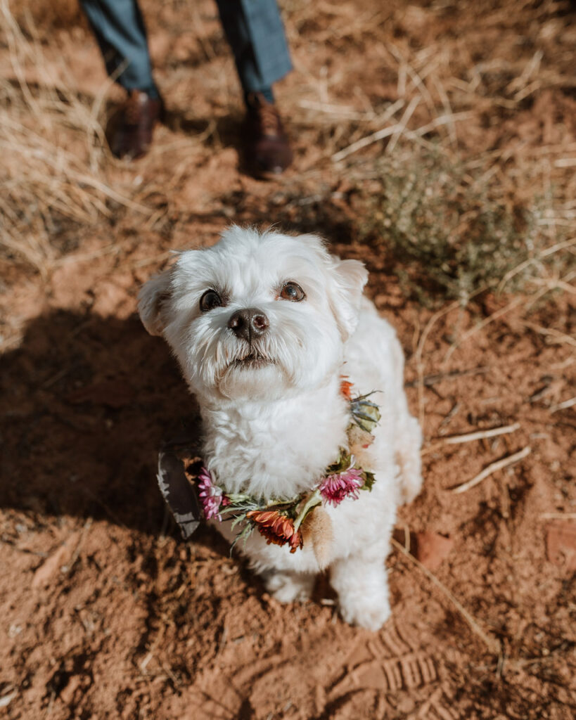 dog wears flower collar at outdoor wedding