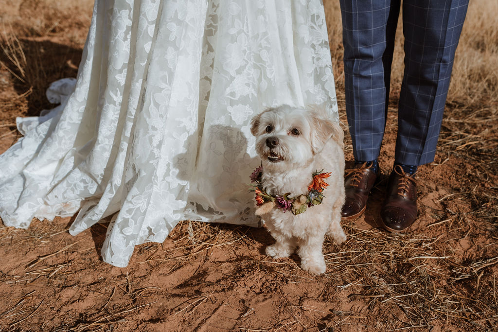 dog poses with bride and groom