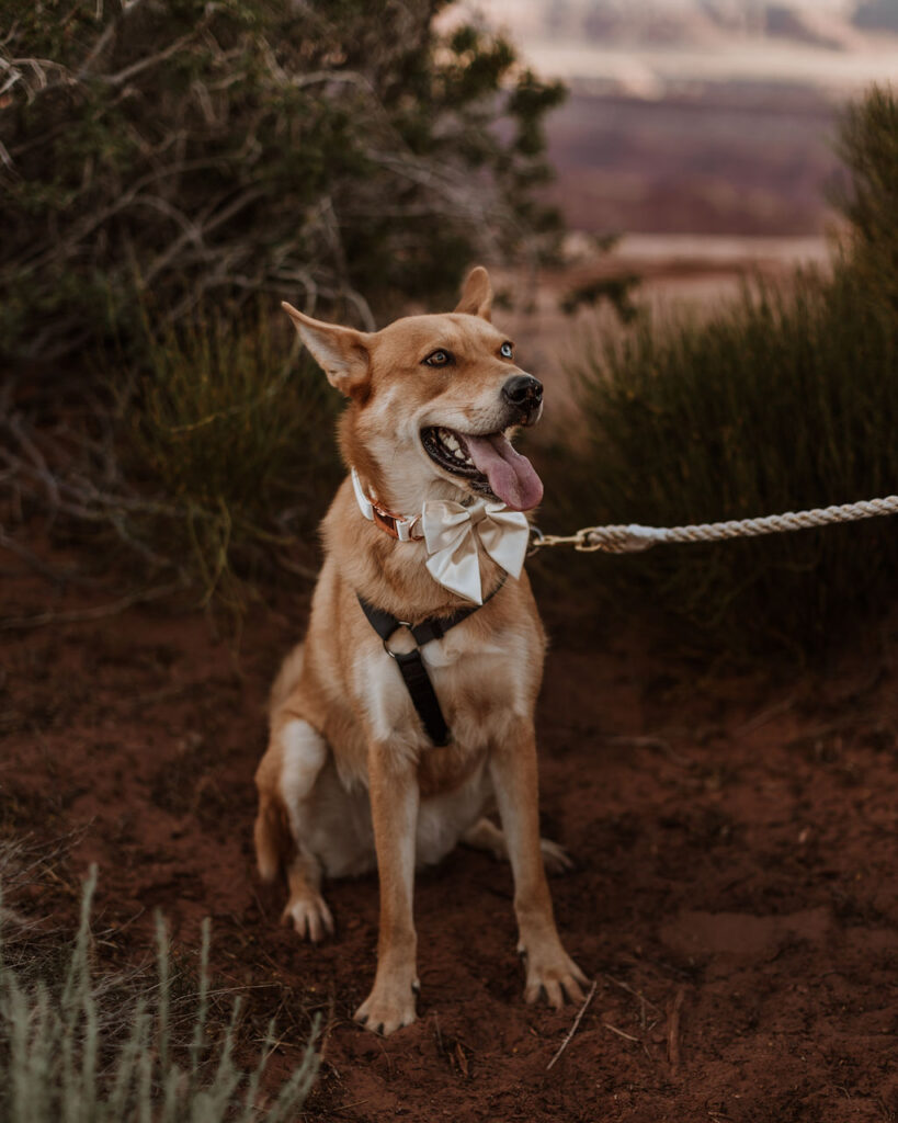 dog poses on leash at Moab elopement