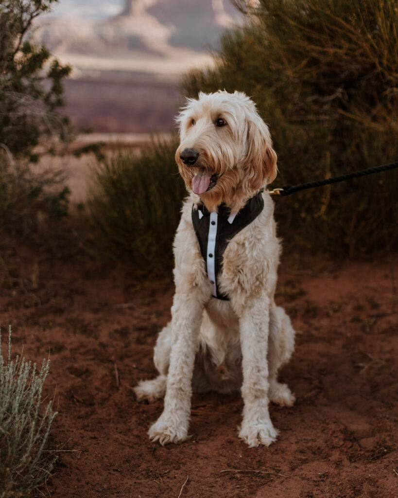 dog poses on leash at Moab elopement