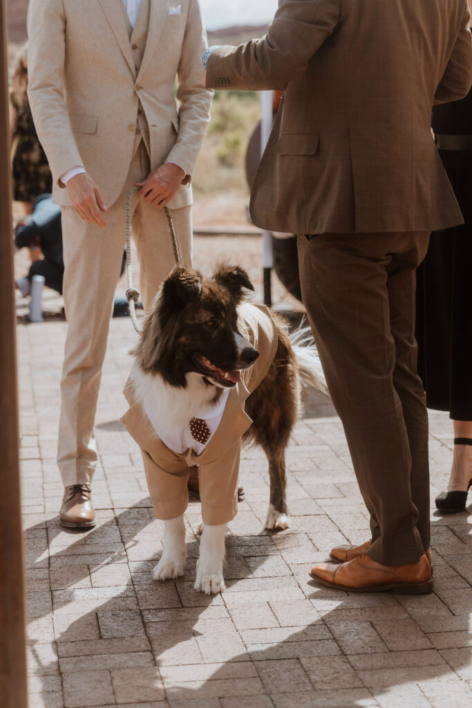 dog wears tuxedo at wedding