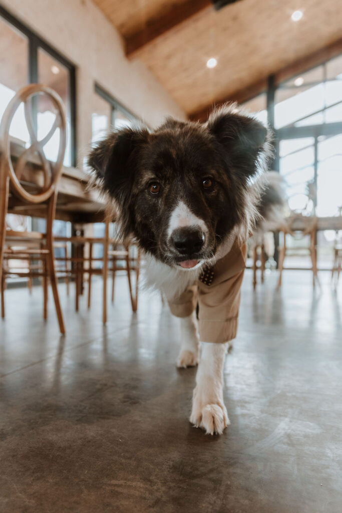 dog wears wedding tuxedo