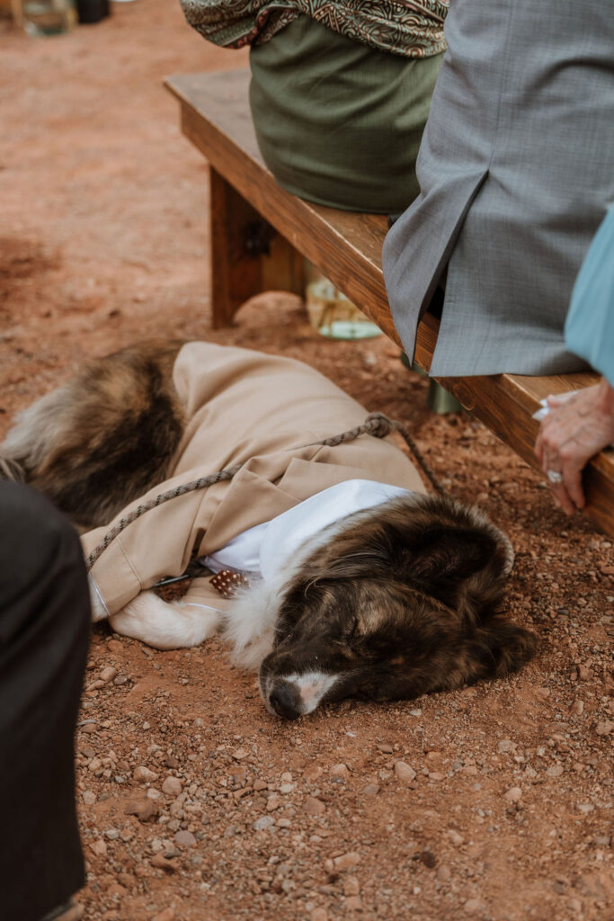 dog takes a nap at outdoor wedding