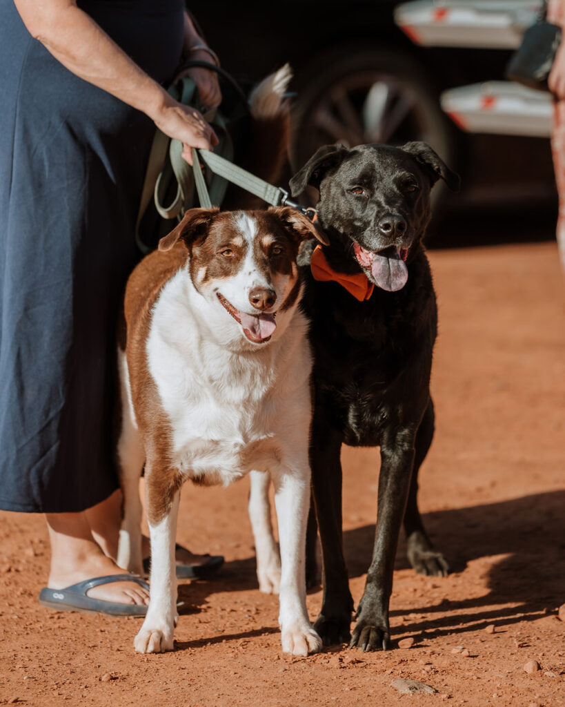 Dogs on leashes in the desert